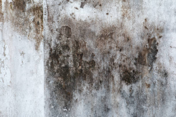 Best Attic Mold Removal  in Contra Costa Centre, CA