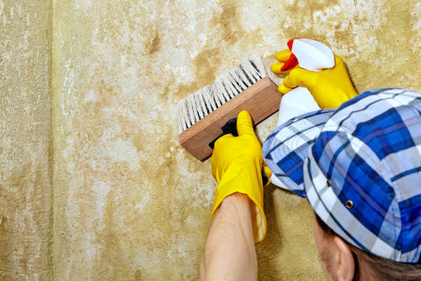 Professional Mold Removal in Contra Costa Centre, CA