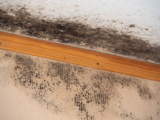 Best Black Mold Removal  in Contra Costa Centre, CA