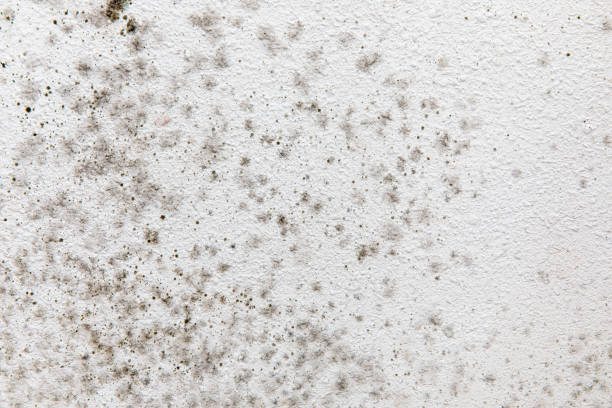 Best Mold-Related Health Consultation  in Contra Costa Centre, CA