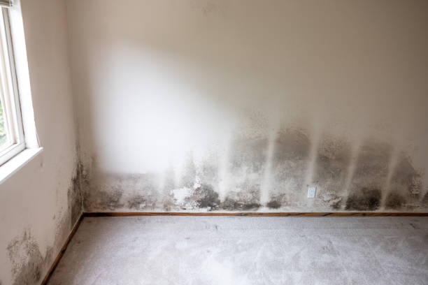  Contra Costa Centre, CA Mold Removal Pros